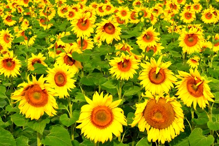 Summer flower agriculture