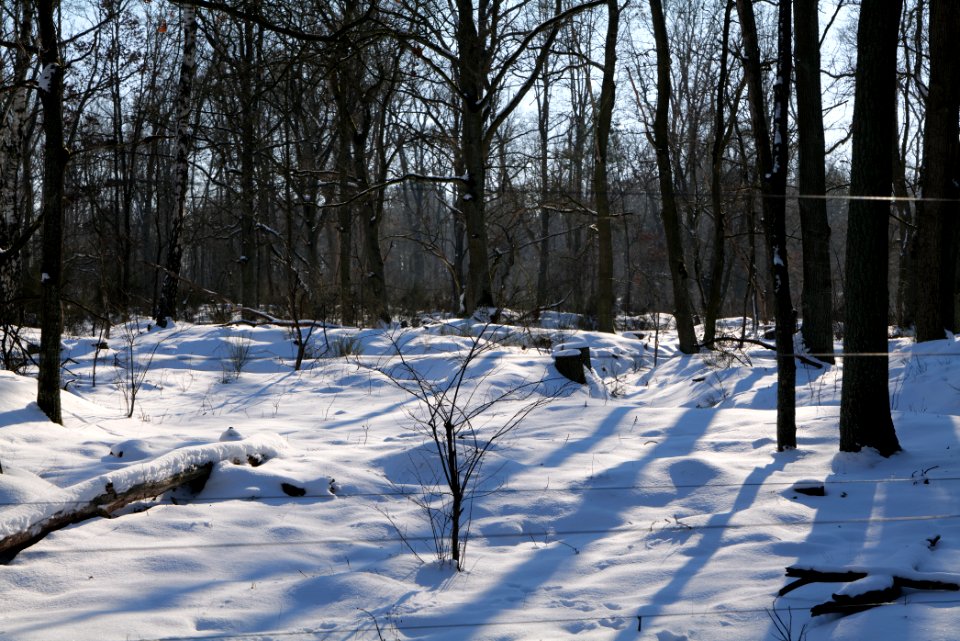 Döberitzer Heide wilderness area with snow 2021-02-14 97