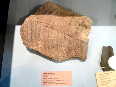Cyatheales dentatis - Fossils in the Arppeanum - DSC05524