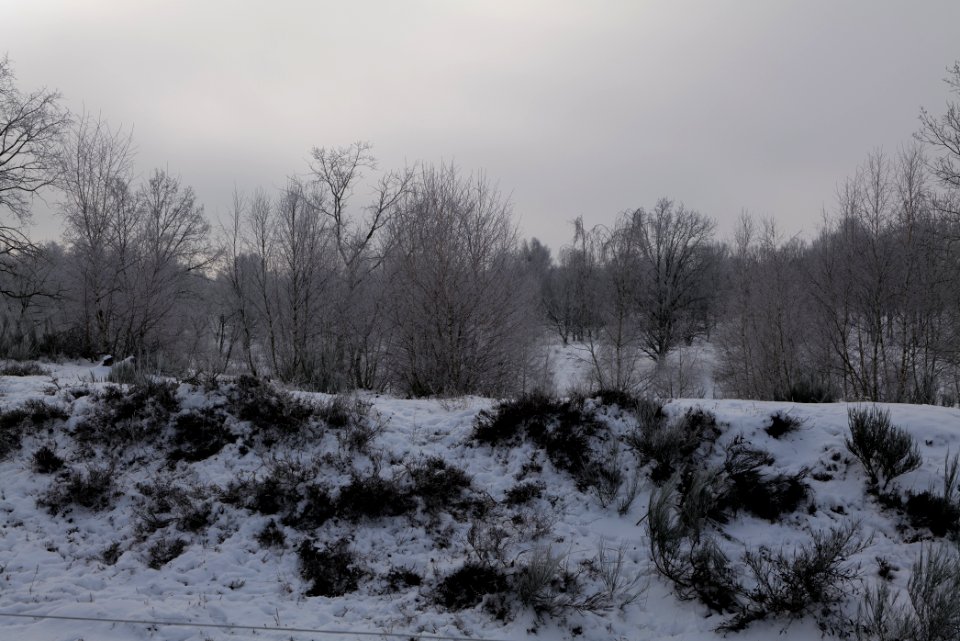 Döberitzer Heide wilderness area with snow 2021-02-14 44