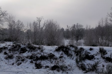 Döberitzer Heide wilderness area with snow 2021-02-14 44