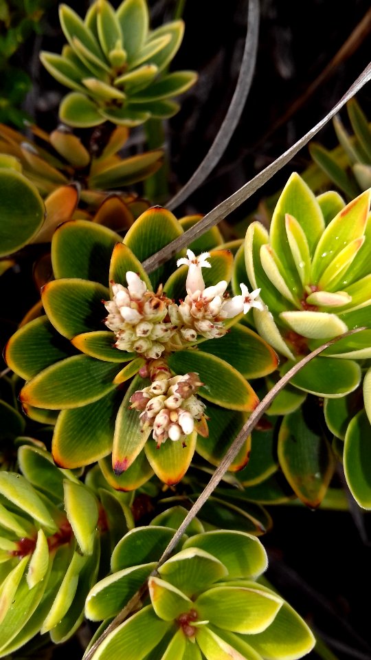 Cyathopsis albicans en fleurs (Pic aux Chèvres, Mont Dore, Province Sud, Nouvelle-Calédonie)