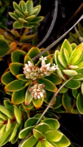 Cyathopsis albicans en fleurs (Pic aux Chèvres, Mont Dore, Province Sud, Nouvelle-Calédonie)