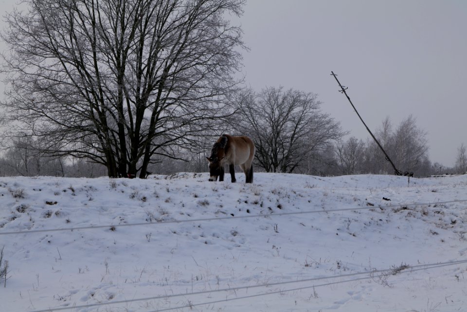 Döberitzer Heide wilderness area with snow 2021-02-14 47