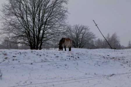 Döberitzer Heide wilderness area with snow 2021-02-14 47
