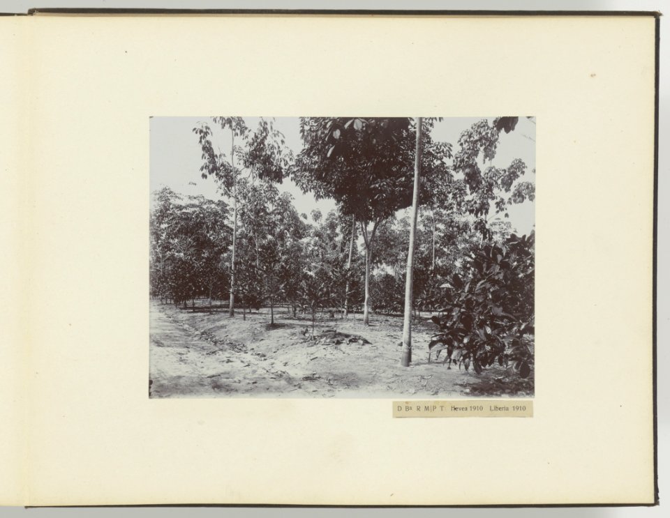 D Ba R MP T Hevea 1910 Liberia 1910, Bestanddeelnr 817 23