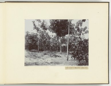 D Ba R MP T Hevea 1910 Liberia 1910, Bestanddeelnr 817 23