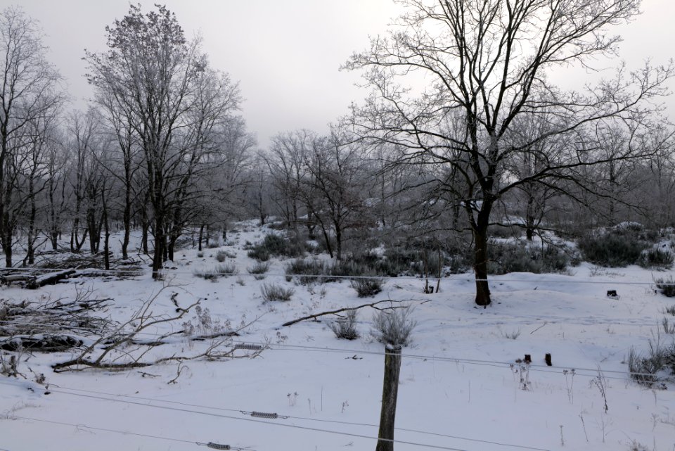 Döberitzer Heide wilderness area with snow 2021-02-14 39