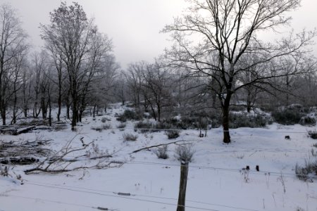 Döberitzer Heide wilderness area with snow 2021-02-14 39