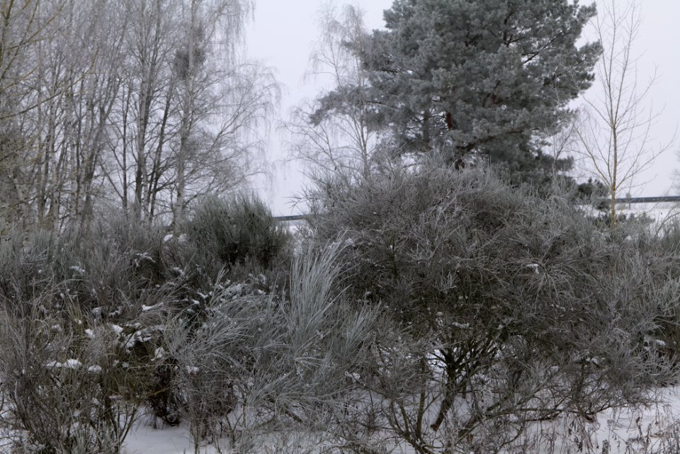 Döberitzer Heide with snow 2021-02-14 08