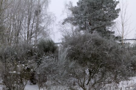 Döberitzer Heide with snow 2021-02-14 08