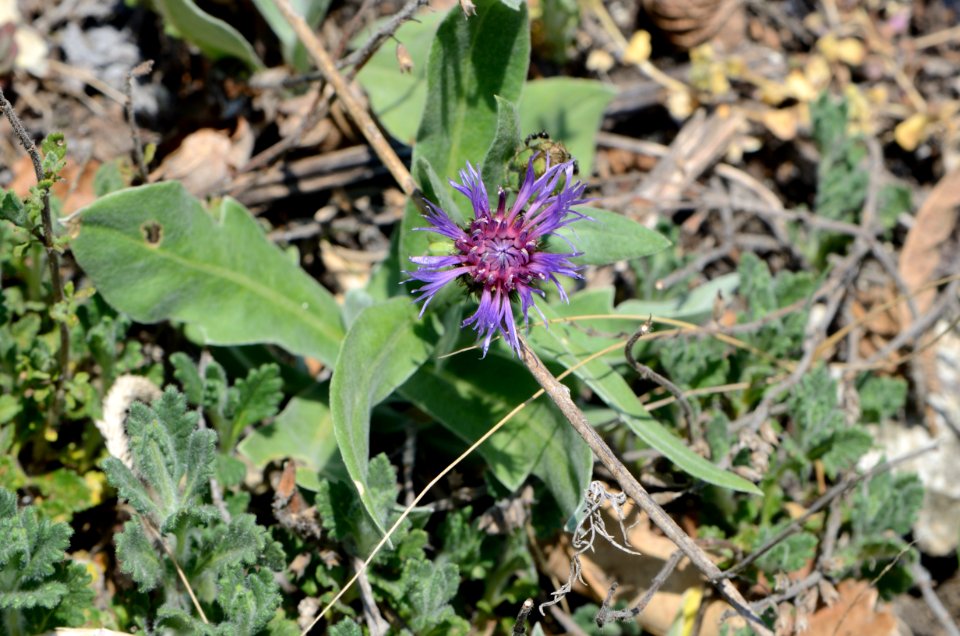 Cyanus triumfettii flowering
