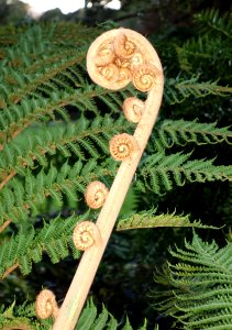 Cyathea brownii - San Francisco Botanical Garden - DSC00113