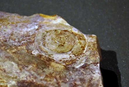 Cyclomedusa Muséum Grenoble 03082017