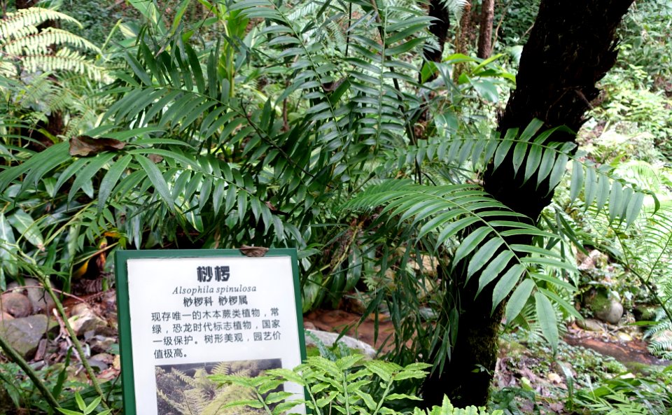 Cyathea spinulosa (Alsophila spinulosa) - Chengdu Botanical Garden - Chengdu, China - DSC03228