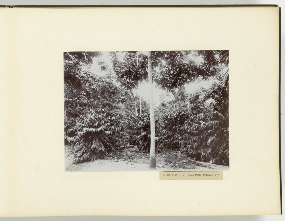D Ba R MS G Hevea 1911 Robusta 1910, Bestanddeelnr 817 11