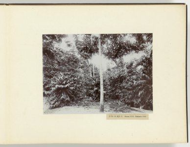 D Ba R MS G Hevea 1911 Robusta 1910, Bestanddeelnr 817 11