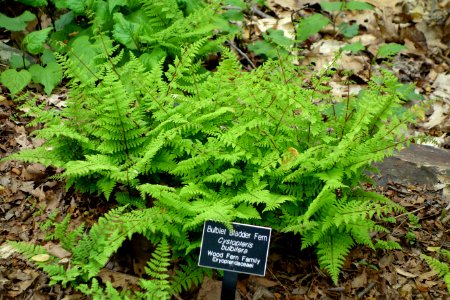 Cystopteris bulbifera - Jenkins Arboretum - DSC00696