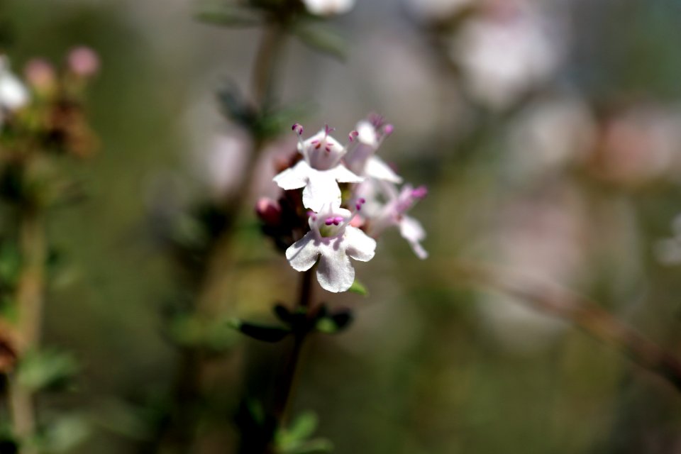 Détail de quatre fleurs d'une touffe de thym