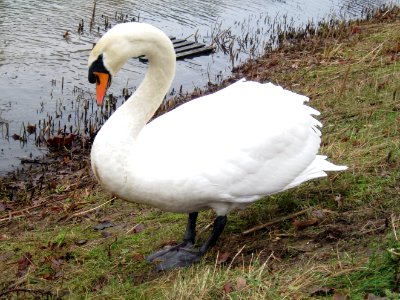 Cygnus olor (Mute Swan), Arnhem, the Netherlands