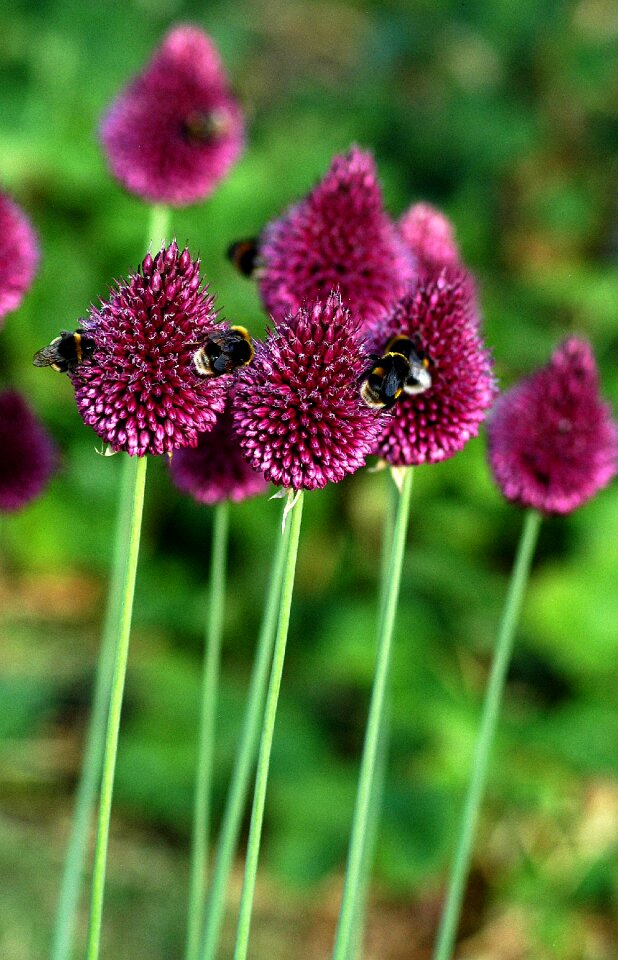 Nature honey insect