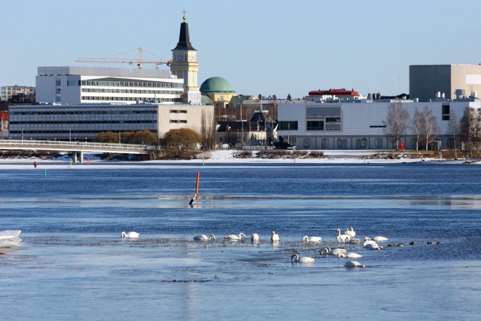Cygnus cygnus Rommakonselkä Oulu 20200321 02