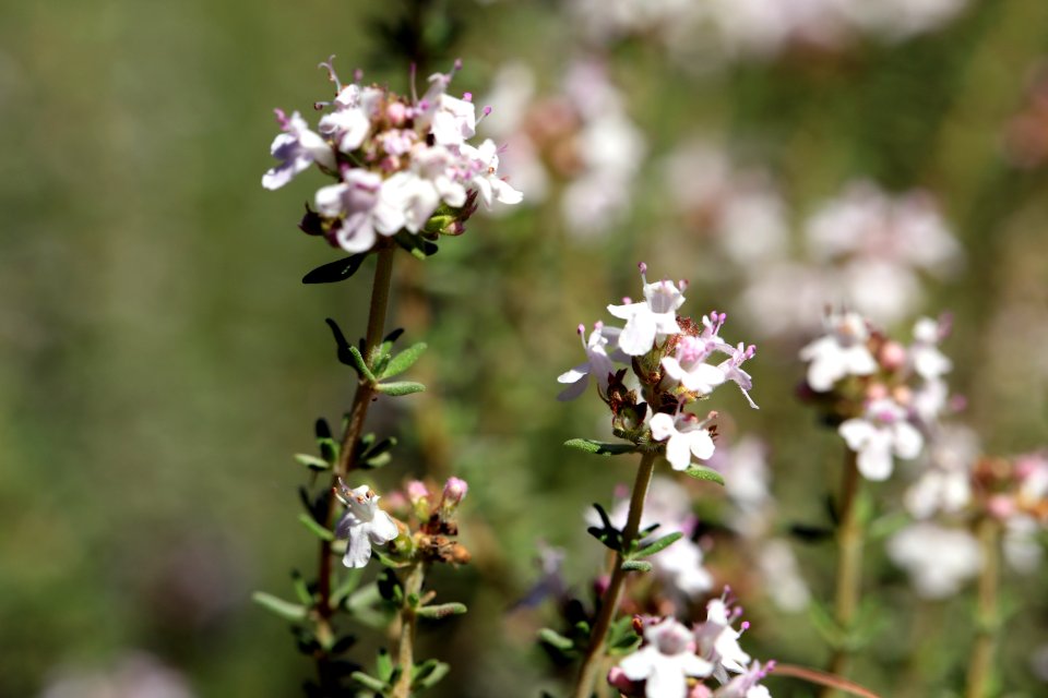 Détail sur des fleurs d'une touffe de thym
