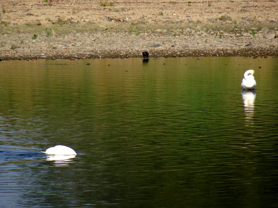 Cygnus olor at Wesenitz River DSC07845