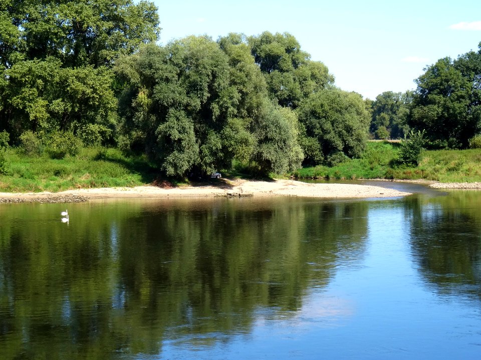 Cygnus olor at Wesenitz River DSC06485