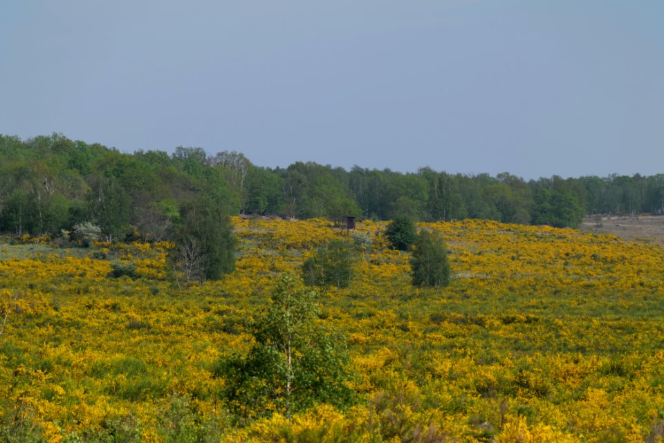 Döberitzer Heide Ferbitzer Bruch game reserve 2020-05-08 17
