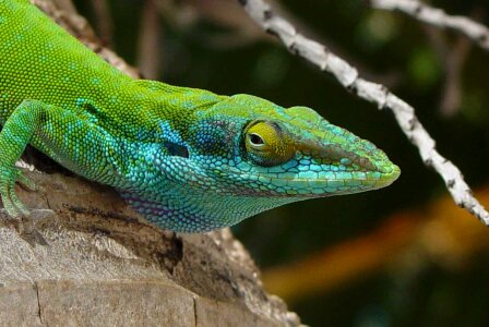 Reptile tropical desert photo