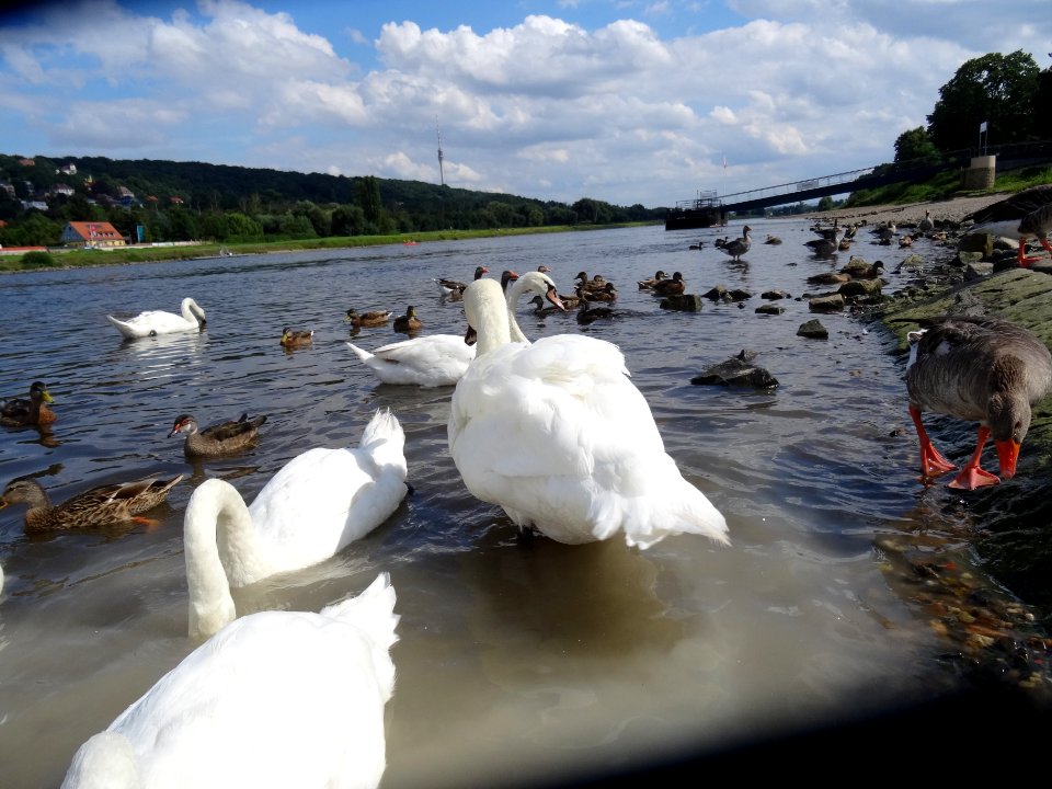 Cygnus olor from Loschwitzer Brücke 15 08 2016 DSC04949