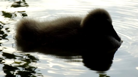 Cygnus olor 27 June 2016 Carolasee DSC03691