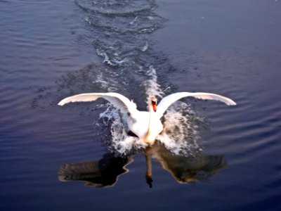 Cygnus olor (Mute Swan) landing on water, Arnhem, the Netherlands