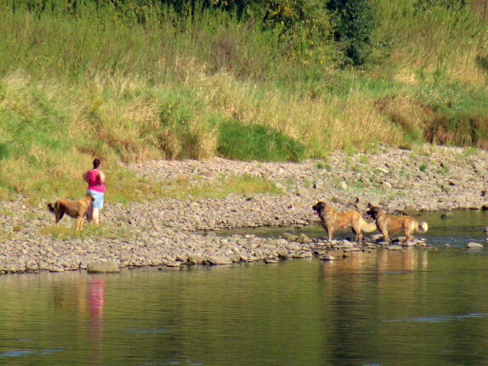Cygnus olor at Wesenitz River Dog Rusher DSC07849