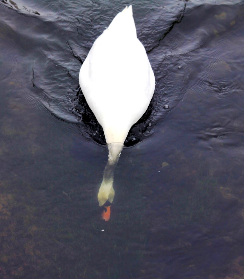 Cygnus olor Jaroměř 2013 3