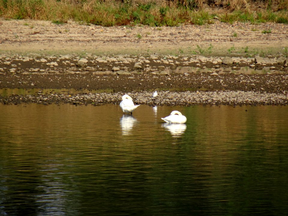 Cygnus olor at Wesenitz River DSC07846