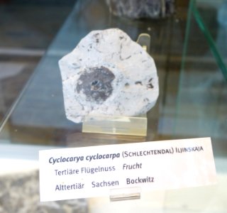 Cyclocarya cyclocarpa fossil - Botanischer Garten, Dresden, Germany - DSC08474