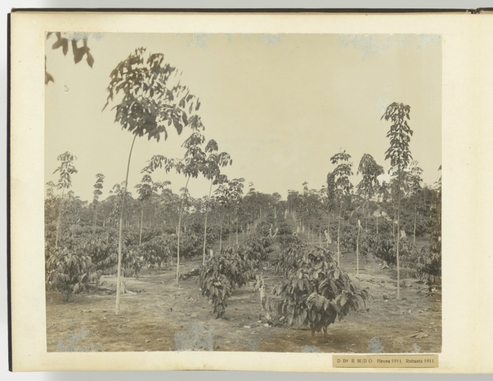 D Ba R MD O Hevea 1911 Robusta 1911, Bestanddeelnr 817 14