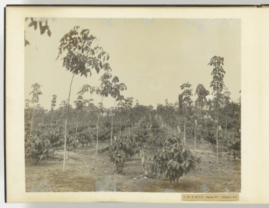 D Ba R MD O Hevea 1911 Robusta 1911, Bestanddeelnr 817 14