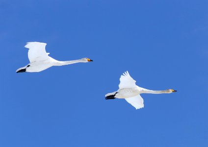 Cygnus cygnus Oulu 20170417