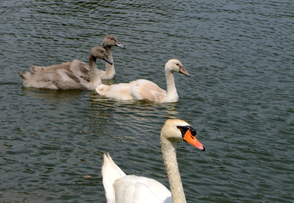Cygnus olor family 01