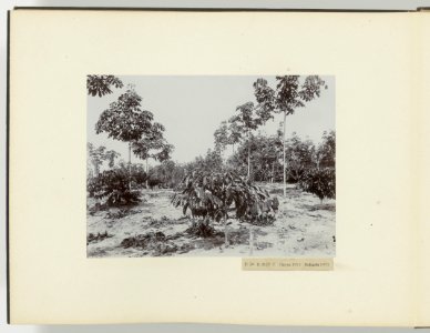D Ba R MP T Hevea 1911 Robusta 1911, Bestanddeelnr 817 22