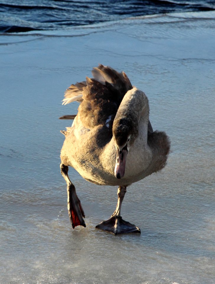Cygnus olor Oulu 20150207 01