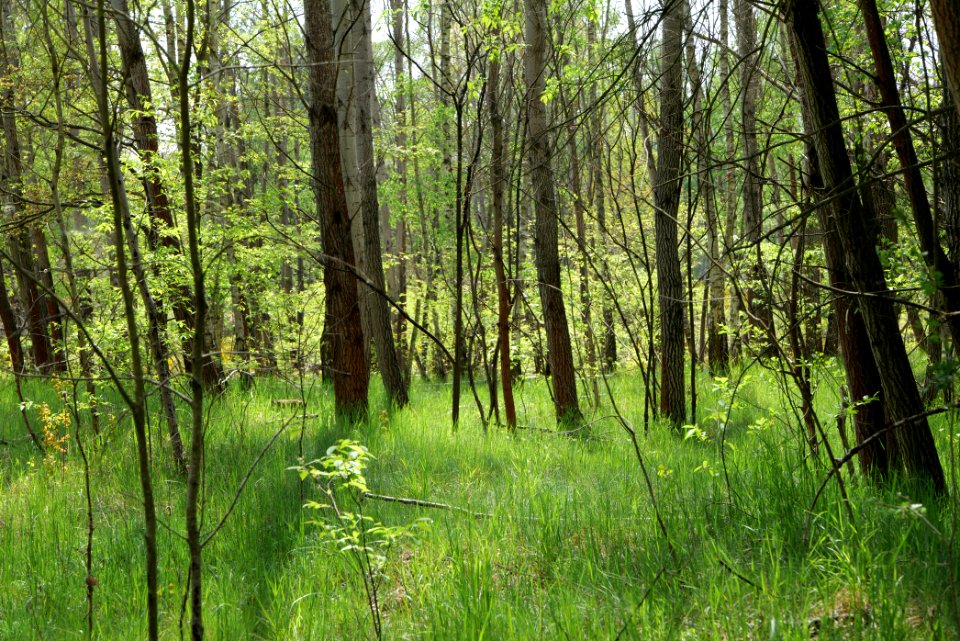 Döberitzer Heide forest 2020-05-08 16