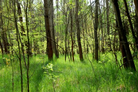 Döberitzer Heide forest 2020-05-08 16
