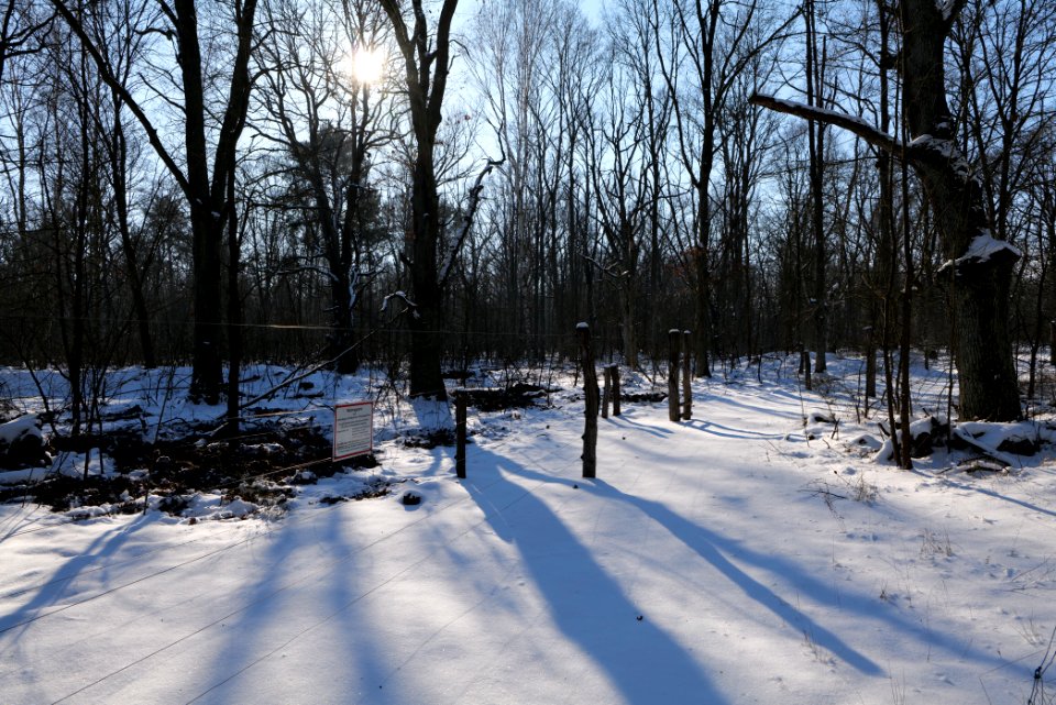 Döberitzer Heide wilderness area with snow 2021-02-14 98