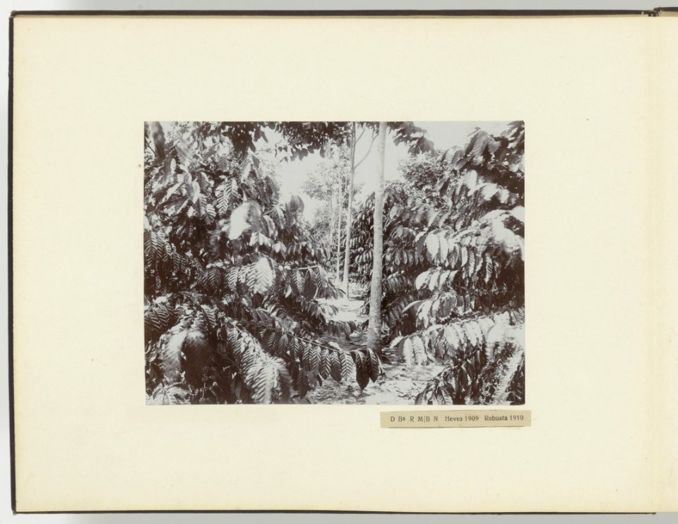 D Ba R MB. N Hevea 1909 Robusta 1910, Bestanddeelnr 817 06