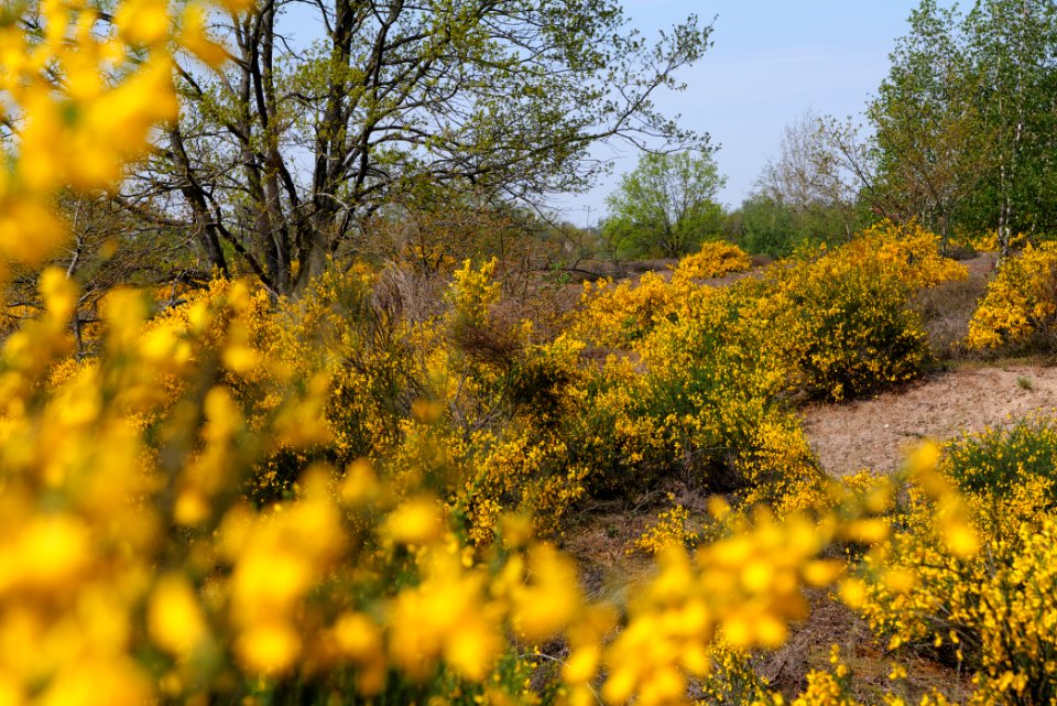Döberitzer Heide 2020-05-08 28