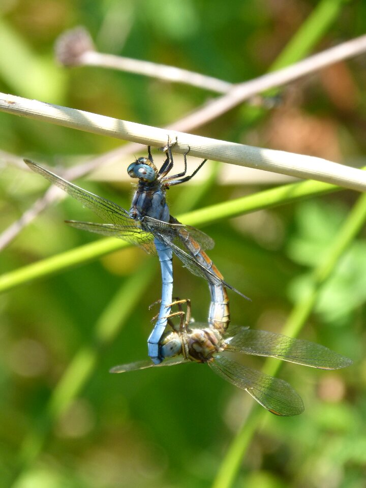 Reproduction insects mating mating photo